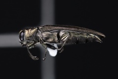 Agrilus cephalicus