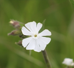 Silene latifolia