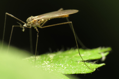 Cheilotrichia cinerascens