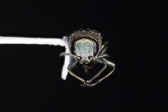 Agrilus cephalicus