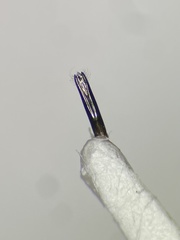 Agrilus cephalicus