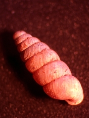Granopupa granum