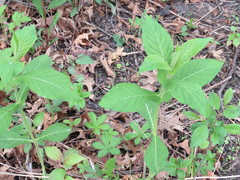 Triosteum perfoliatum