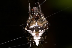 Verrucosa scapofracta