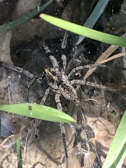 Sosippus mimus