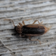 Ischalia costata