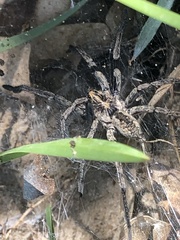 Sosippus mimus