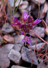 Allium fimbriatum