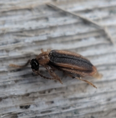 Ischalia costata