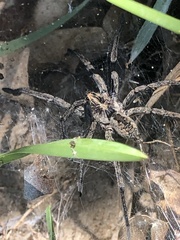 Sosippus mimus