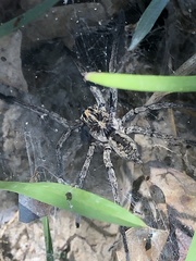 Sosippus mimus