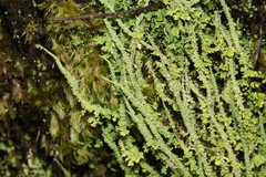 Cladonia darwinii