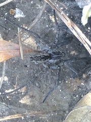 Sosippus mimus