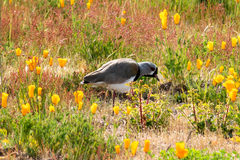 Vanellus chilensis
