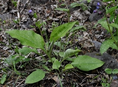 Pulmonaria affinis