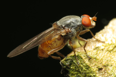 Brachyopa insensilis