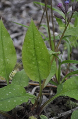 Pulmonaria affinis