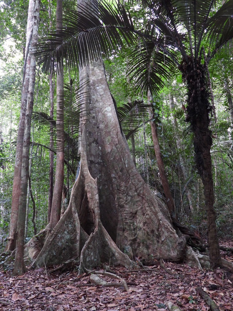 Martiodendron parviflorum