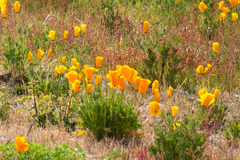 Eschscholzia californica