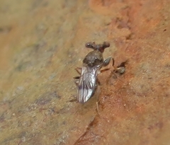 Sphyracephala brevicornis