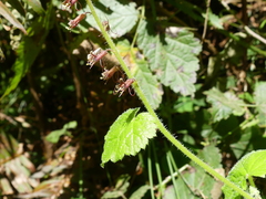 Tolmiea diplomenziesii
