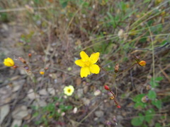 Hypericum linariifolium