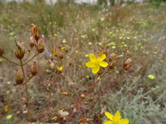 Hypericum linariifolium