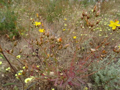 Hypericum linariifolium