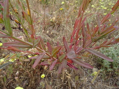 Hypericum linariifolium