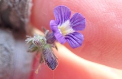 Stemodia durantifolia