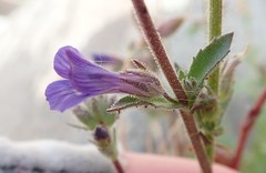 Stemodia durantifolia