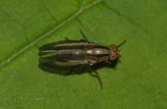 Peplomyza discoidea