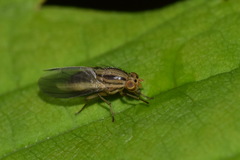 Peplomyza discoidea