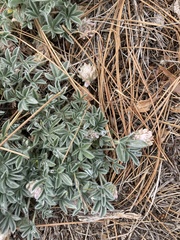 Trifolium andersonii