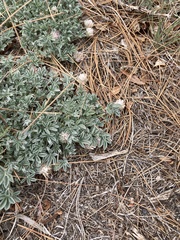 Trifolium andersonii