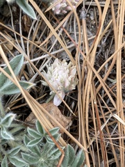 Trifolium andersonii