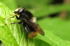 Criorhina ranunculi
