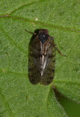 Cixius cunicularius