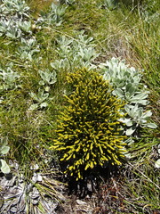 Veronica lycopodioides