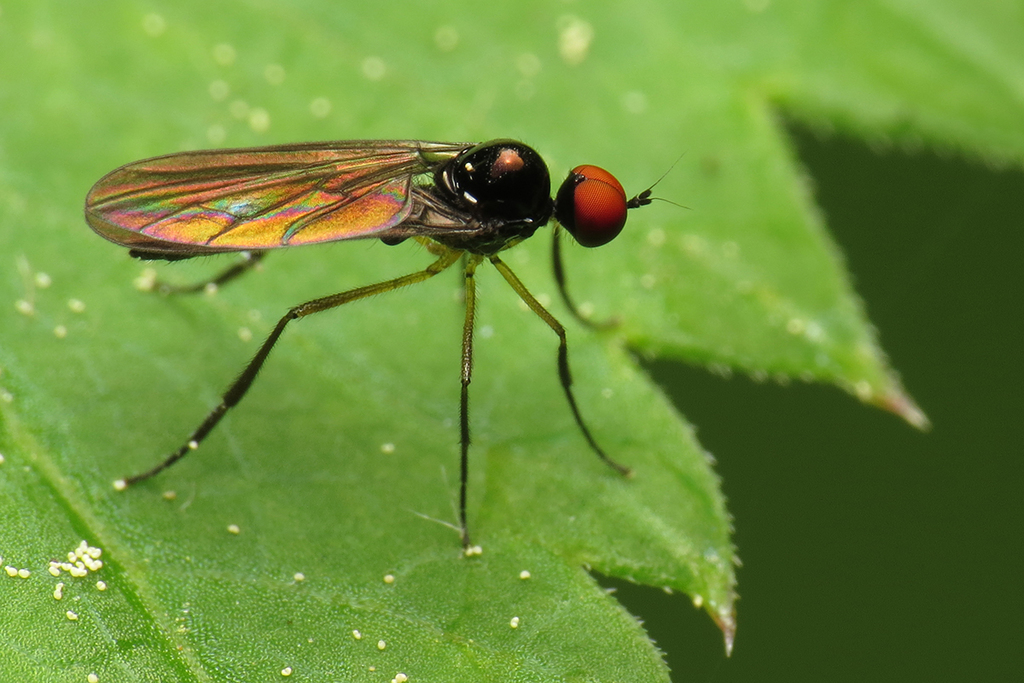 Ocydromia melanopleura
