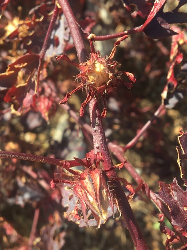 cranberry hibiscus