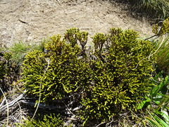 Veronica lycopodioides