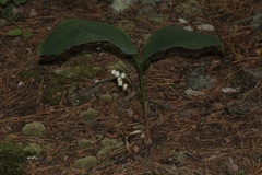 Convallaria pseudomajalis