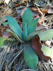 Agave guadalajarana