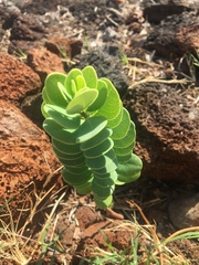 Wikstroemia uva-ursi