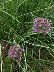 Allium giganteum