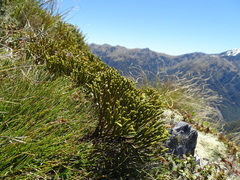 Veronica lycopodioides