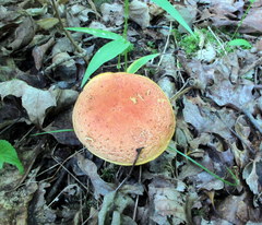 Boletus fraternus
