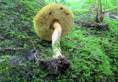 Boletus fraternus