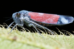 Cardioscarta flavifrons